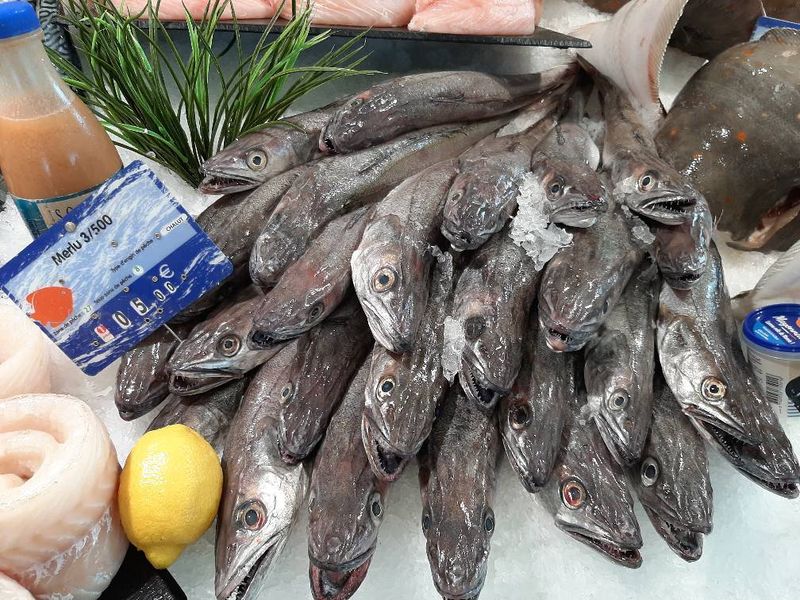 vente de MERLU chez poissonnerie-traiteur Marée Bleue à Yvrac et Mérignac !