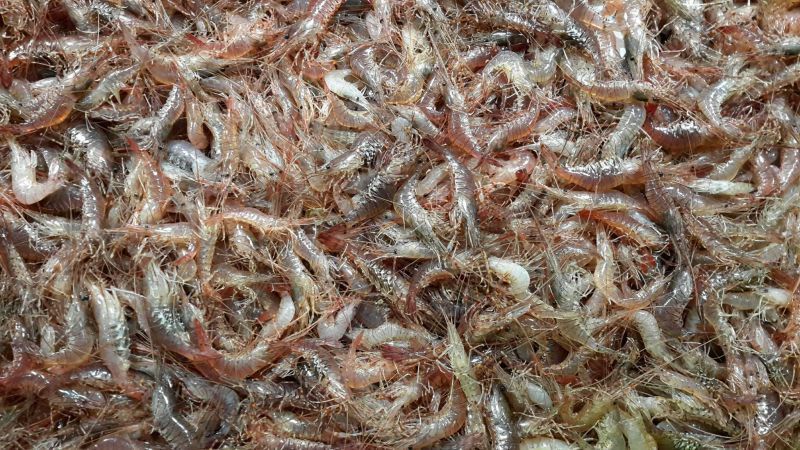 arrivage crevettes vivantes  chez poissonnerie-traiteur Marée Bleue à Yvrac et Mérignac !