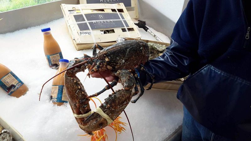 vente de homard breton extra à Bordeaux en Gironde