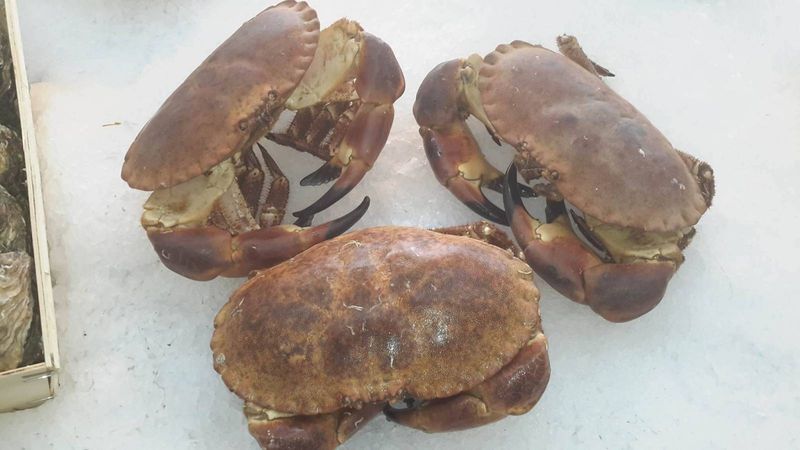 vente de crabe vivant poissonnerie Marée Bleue Mérignac Pessac, Gradignan