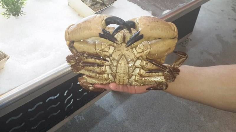 Vente de gros crabe (Tourteau) vivant ou cuit à la poissonnerie Marée Bleue Yvrac et Mérignac