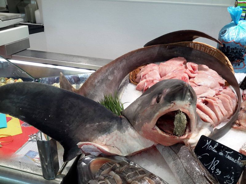 vente de requin renard extra à poissonnerie Marée Bleue Yvrac et Mérignac en gironde