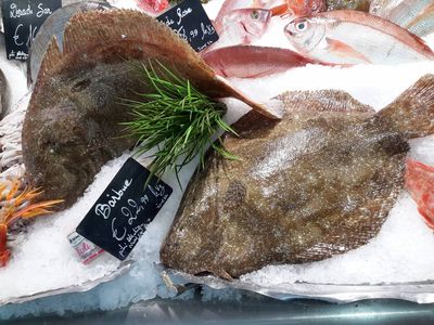 La poissonnerie Marée Bleue Yvrac et Mérignac vous propose à la vente de gros poisson Barbue extra de plus d'un kg.